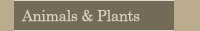 Animals & Plants
